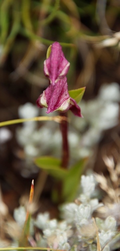 Image of Disperis stenoplectron by (c) Tony Rebelo, some rights reserved (CC BY-SA)