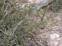 Ephedra distachya