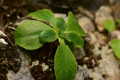 Primula auricula