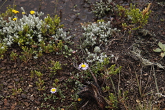 Afroaster erucifolius