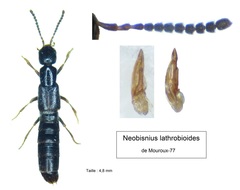 Neobisnius lathrobioides