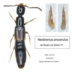 Neobisnius procerulus