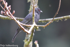 Melaniparus funereus