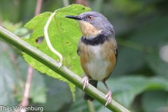 Ruwenzori Apalis photo 1