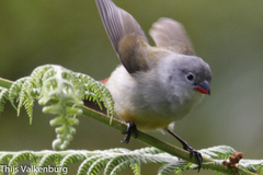 Coccopygia quartinia