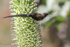 Nectarinia purpureiventris