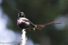 Nectarinia purpureiventris