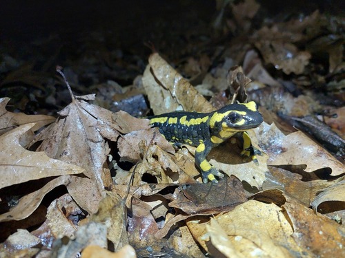 fire salamander