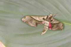 Adhemarius dariensis