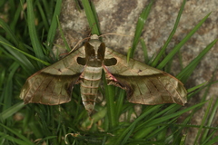 Adhemarius dariensis