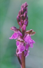 Orchis spitzelii