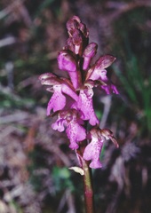 Orchis spitzelii
