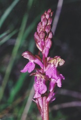 Orchis spitzelii