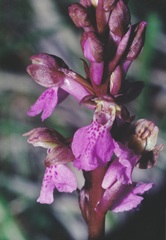 Orchis spitzelii