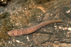 Gouania willdenowi