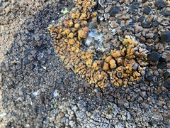 Lecanora pseudomellea