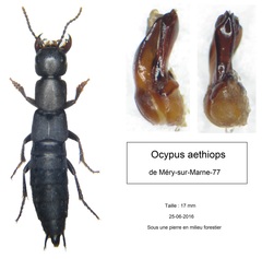 Ocypus aethiops