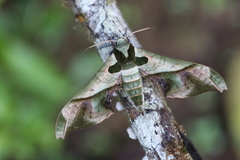 Adhemarius dariensis