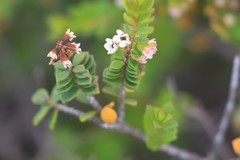 Thryptomene micrantha