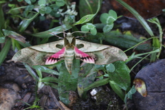 Adhemarius dariensis