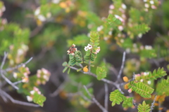 Thryptomene micrantha