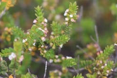 Thryptomene micrantha