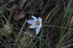 Crocus weldenii