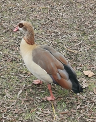 Alopochen aegyptiaca