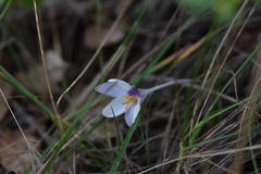 Crocus weldenii
