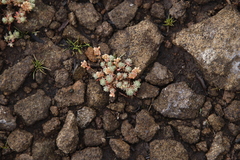 Psammotropha mucronata mucronata