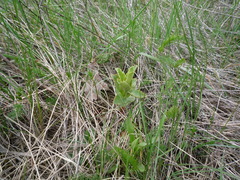 Hylotelephium maximum maximum