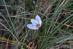 Crocus weldenii