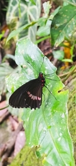 Parides erithalion