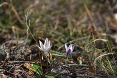 Crocus weldenii
