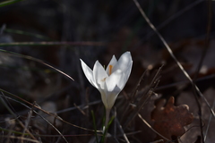 Crocus weldenii