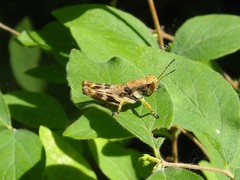 Melanoplus walshii