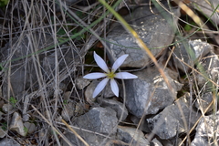 Colchicum hungaricum