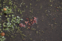 Crassula peploides