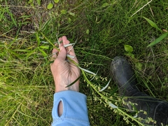 Artemisia longifolia