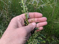 Artemisia longifolia