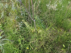 Artemisia longifolia