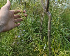 Artemisia longifolia
