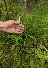 Artemisia longifolia