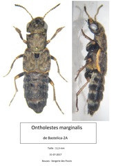 Ontholestes marginalis