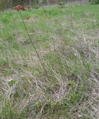 Hylotelephium maximum maximum