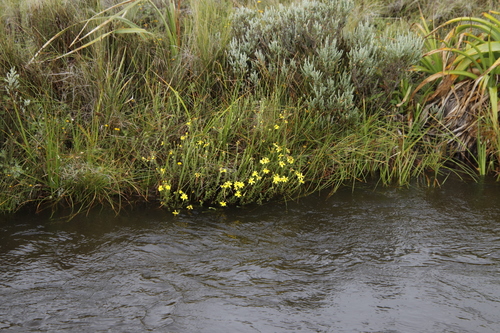 Redstem Ragwort (Senecio achilleifolius)