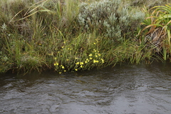 Senecio achilleifolius