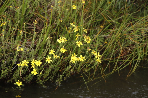 Senecio achilleifolius, photograph 1
