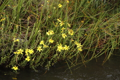 Senecio achilleifolius, photograph (c) Tony Rebelo, some rights reserved (CC BY-SA)
