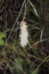 Holothrix scopularia